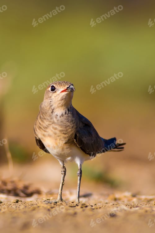 Preview: Cute Bird Collared Pratincole. Warm Colors Nature Background. Collared Pratincole. Glareola