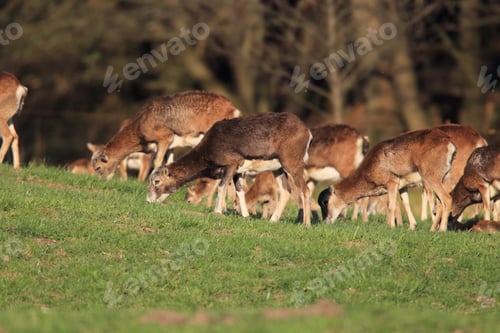Preview: Big European Mouflon On The Grassland Wild Animal In The Nature Habitat, Saxony , Germany
