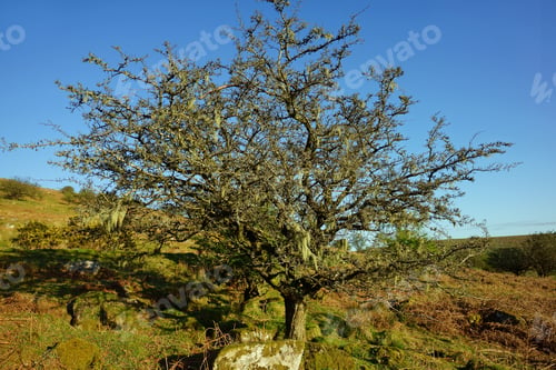 Preview: Early Morninglight Over A Hawthorn Tree Covered With Beard Lichen, Lichen Will Thrive With Low
