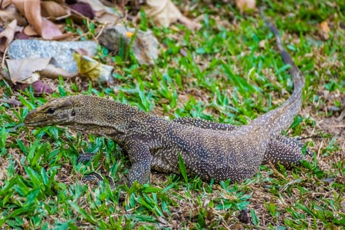 Preview: Asian Water Monitor Lizard In Singapore Botanic Garden