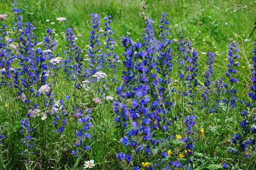 Preview: Viper'S Bugloss (Echium Vulgare) Blooming In The Field
