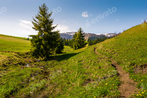 Preview: Path Along The Grassy Slope In Forested Area. Beautiful Springtime Landscape Of Ukrainian Alps