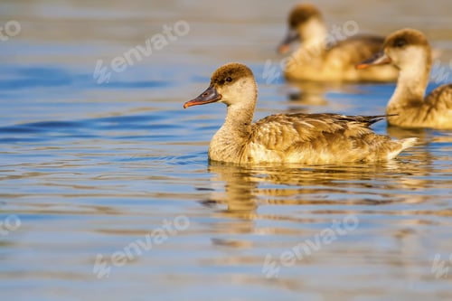 Preview: Swimming Duck. Blue Green Water Background. Duck: Red Crested Pochard.