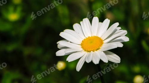 Preview: Garden Daisies (Лат. Leucanthemum Vulgare) On A Natural Background. Flowering Of Daisies. Oxeye