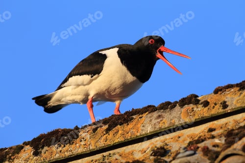 Preview: Eurasian Oystercatcher (Haematopus Ostralegus) Norway