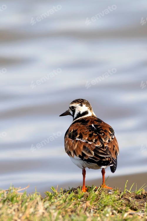 Preview: Cute Water Bird. Common Bird Ruddy Turnstone. Colorful Nature Background. Bird: Ruddy Turnstone