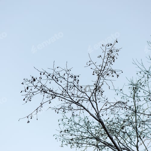 Preview: Winter Tree Branches In Abstract Textured Background