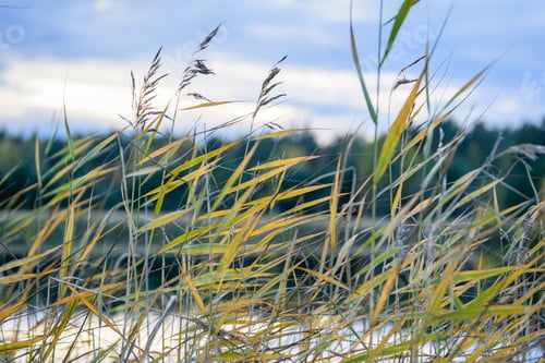 Preview: Lake With Water Reflections In Colorful Autumn Day With White Clouds In Blue Sky And Water Grass In