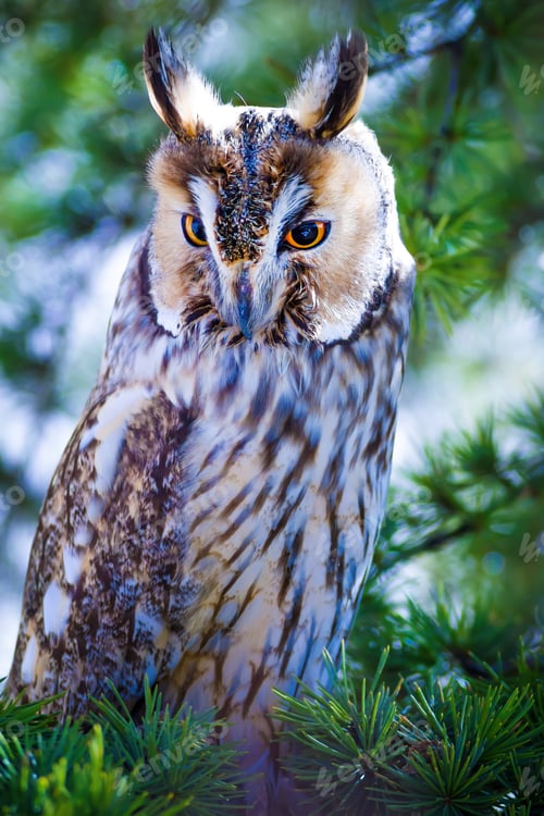 Preview: Forest And Owl. Green Pine Tree Background.