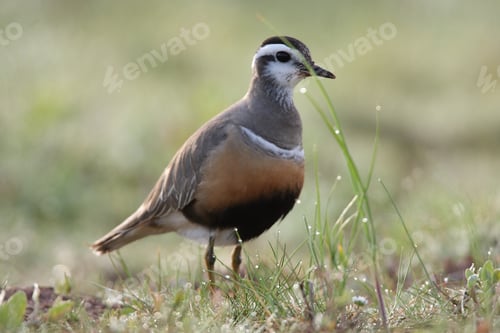 Preview: Eurasian Dotterel (Charadrius Morinellus) Helgoland, Germany