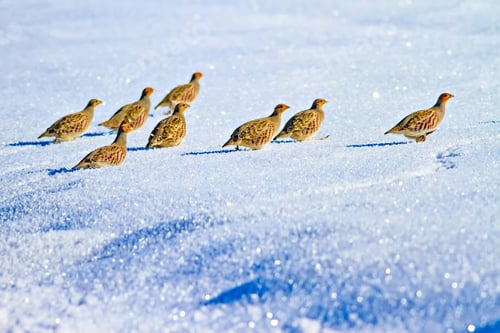 Preview: Partridge. Winter Nature Background. Grey Partridge. Perdix Perdix.