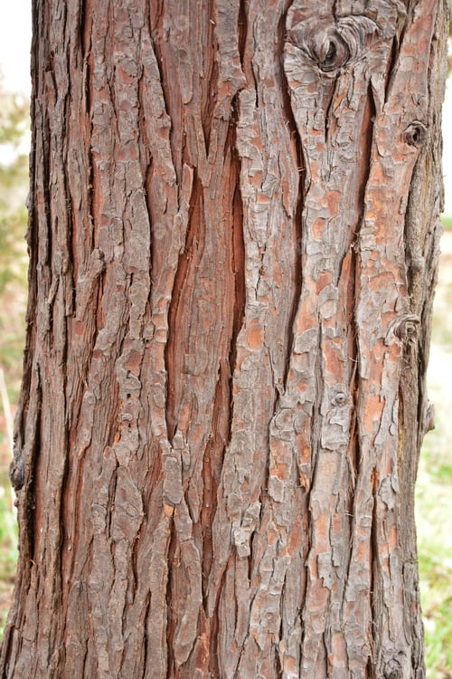 Baumrinde
