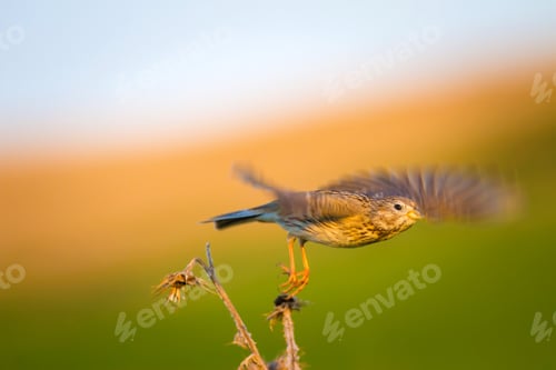 Preview: Cute Bird. Green, Yellow, Blue Nature Background. Bird: Corn Bunting / Emberiza Calandra.