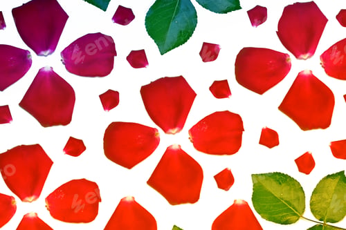 Preview: Red Rose Petals Isolated On White Background.
