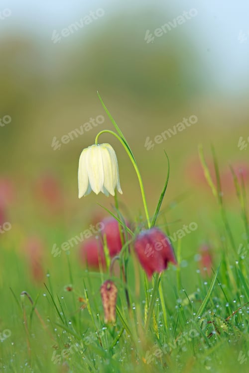 Preview: The Rare Form Of White Snake'S Head Fritillary, Fritillaria Meleagris, With Soft/Selective Focus