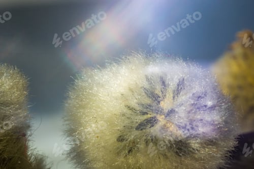 Preview: Early Spring Willow Twigs With Catkins