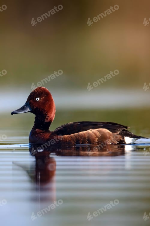 Preview: Swimming Duck. Natural Lake Habitat Background. Bird: Ferruginous Duck. Aythya Nyroca.