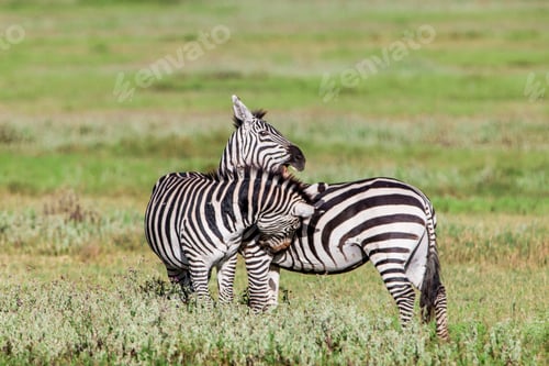 Preview: Zebras In The Ngorongoro Crater, Tanzania