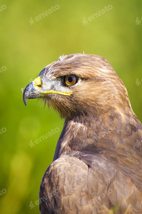 Preview: Bird Of Prey. Buzzard Portrait. Green Nature Background.