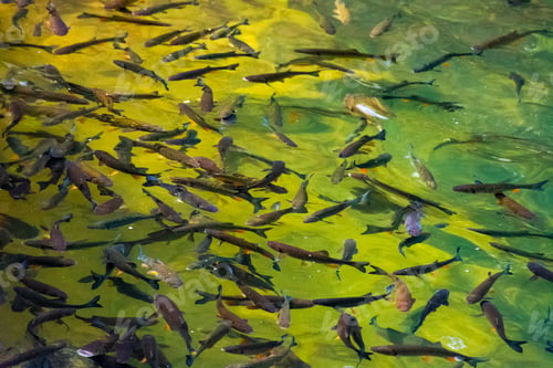 Preview: Lots Of Trout In Clear Water Of Wild Lake. Lovely Nature Background. Clean Environment Concept
