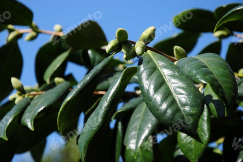 Preview: Subtropical Plant