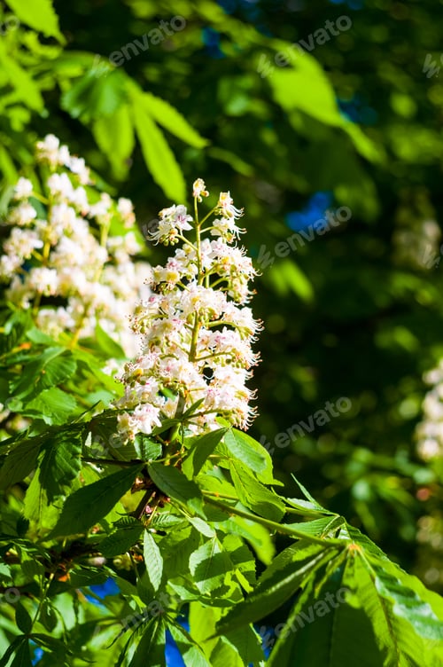 Preview: Flowering Branches Of Chestnut Castanea Sativa Tree, And Bright Blue Sky