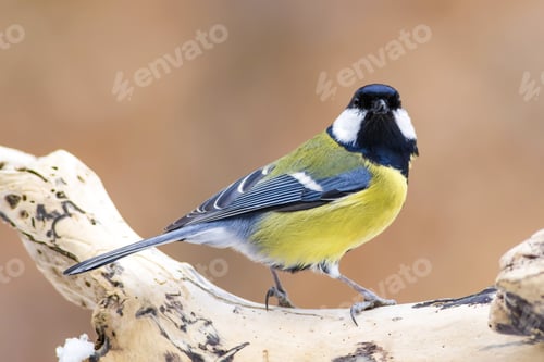 Preview: Cute Little Bird. Nature Background. Bird: Great Tit. Parus Major.