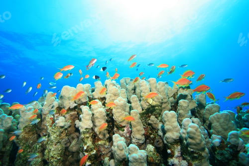 Preview: Fish And Coral