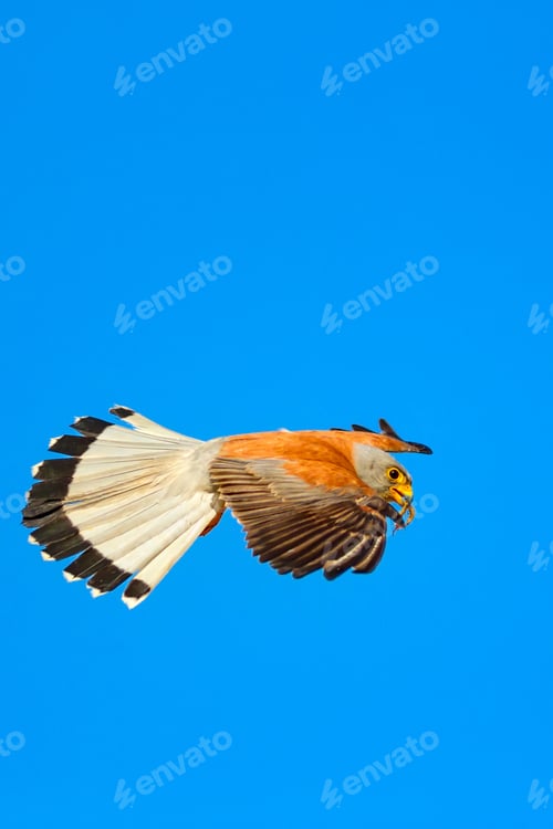 Preview: Flying Falcon With Hunt. Blue Sky Background. Bird: Lesser Kestrel. Falco Naumanni.
