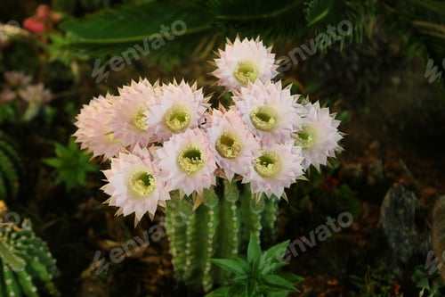 Preview: Cactus Flowers in Bloom in a Botanical Garden