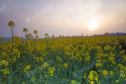 Preview: Sunset Over A Field Of Oil Seed Rape In Spring Near Painswick Beacon, The Cotswolds