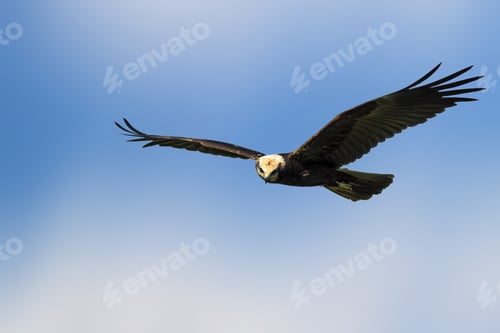 Preview: Bird Of Prey. Flying Wild Bird. Sky Background. Bird: Western Marsh Harrier.