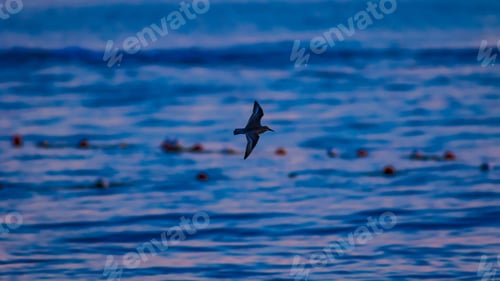 Preview: Flying Water Bird. Blue Sea Background.