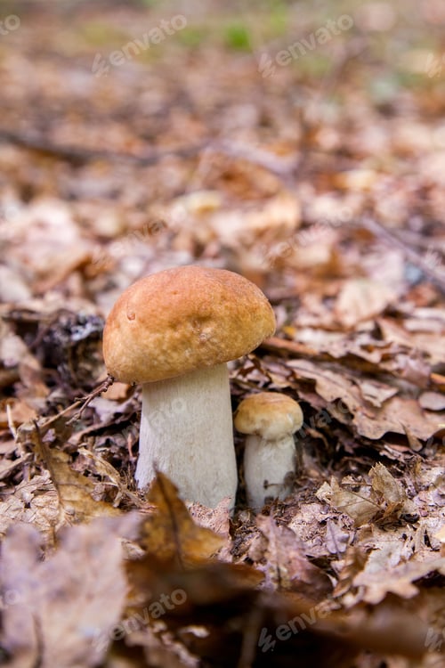 Preview: Mushroom Family Of Boletus Edulis (Cep, Penny Bun, Porcino Or King Bolete, Usually Called Porcini