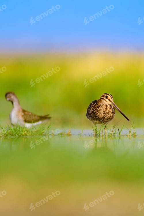 Preview: Wetland And Water Bird. Green Nature Background. Bird: Common Snipe. Gallinago Gallinago