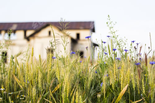 Preview: Green Wheat Field And Blue Flowers With Old, Abandoned House In The Background