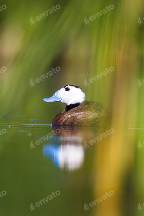 Preview: Swimming Duck. Colorful Nature Background. Bird: White Headed Duck. Oxyura Leucocephala.