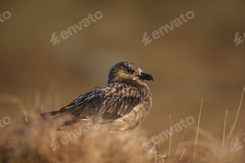 Preview: Great Skua (Stercorarius Skua) Norway. Skua In The Nature Habitat.