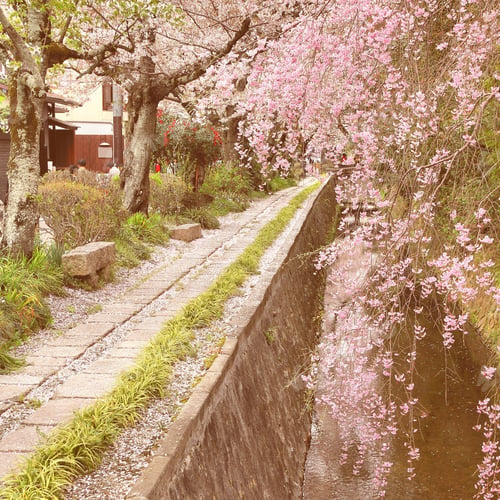Preview: Kyoto, Japan - Philosophers Path, A Hiking Way Famous For Its Cherry Blossom (Sakura). Filtered