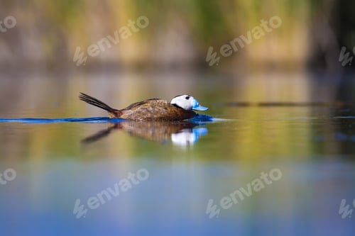Preview: Duck Swimming In Lake. White Headed Duck White Headed Duck Oxyura Leucocephala