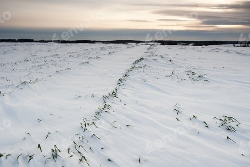Preview: Winter Field Landscape With Field Covered By Snow In Poland