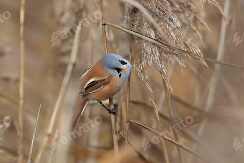 Preview: Bearded Reedling Or Bearded Tit (Panurus Biarmicus) Baden-Wuerttemberg, Germany