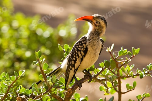 Preview: Southern Yellowbilled Hornbill In The Kruger National Park, South Africa