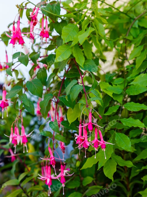 Preview: Fuchsia (Fuchsia Hybrida) In Garden. Purple Flowers Of Fuchsia