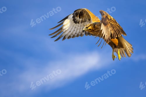 Preview: Bird Of Prey. Flying Buzzard. White Clouds And Blue Sky Background. Bird: Long Legged Buzzard