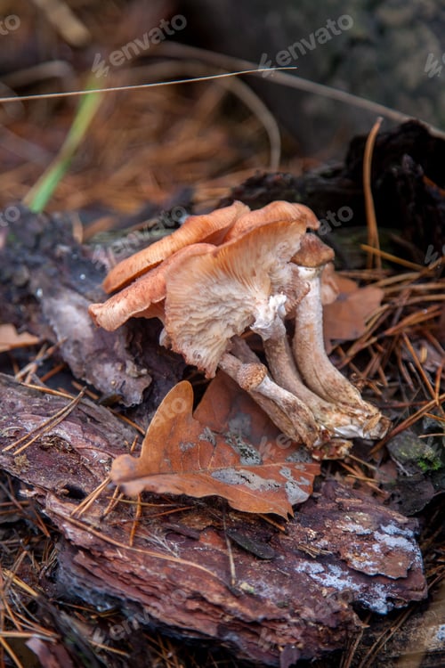 Preview: Harvest Of Edible Mushrooms Honey Agarics Known As Armillaria Mellea On A Wood Stump In An Autumn