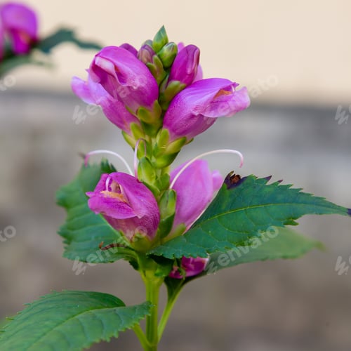 Preview: Red Turtlehead (Chelone Obliqua) Blooming In A Garden. Exotic Plants In The Garden. Purple Flowers.