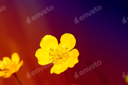 Preview: Bright Yellow Flowers Buttercups On A Background Summer Landscape.