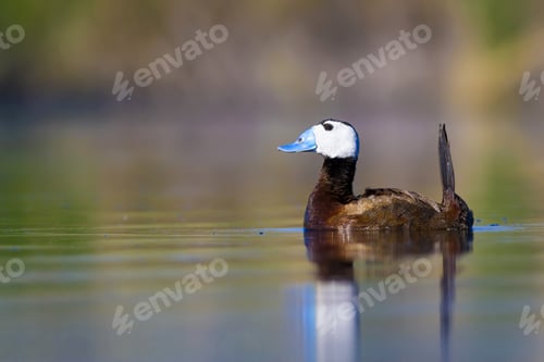 Preview: Swimming Duck. Colorful Nature Background. Duck: White Headed Duck. Oxyura Leucocephala.