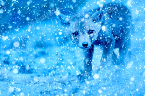 Preview: Winter Season And Animals. Falling Snow. Blue Nature Background. Fox.